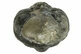 Wide, Enrolled Austerops Trilobite - Morocco #224246-1
